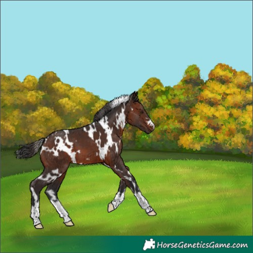 Horse Color:White Spotted Brown 