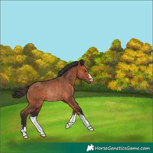 Horse Color:Bay Rabicano 