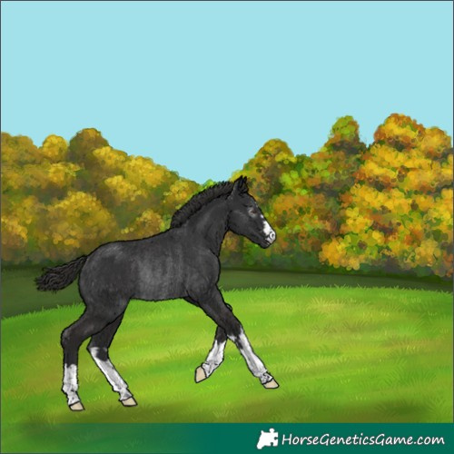 Horse Color:Gray Liver Chestnut Rabicano 