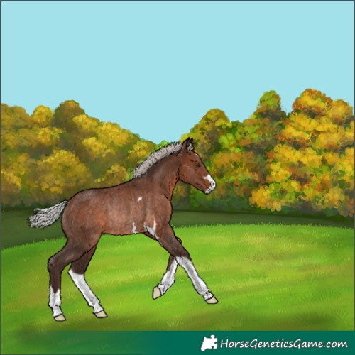 Horse Color:Silver Brown Rabicano 