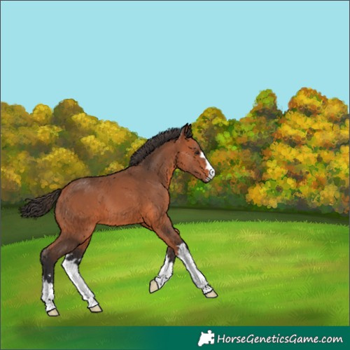 Horse Color:Bay 