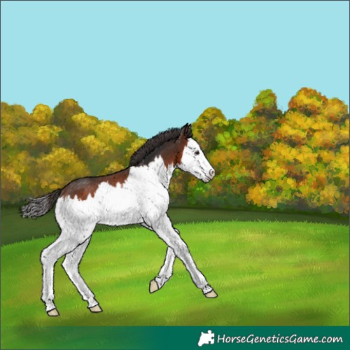 Horse Color:Bay Splash Rabicano 