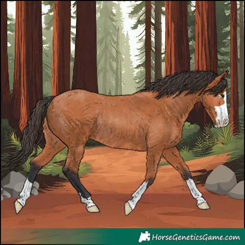 Horse Color:Bay Rabicano 