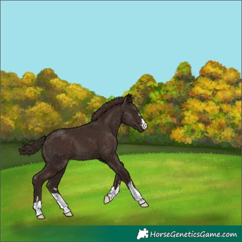 Horse Color:Liver Chestnut 