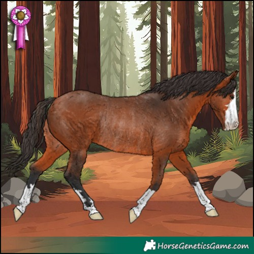 Horse Color:Bay Rabicano 