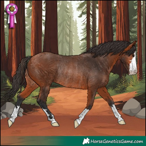 Horse Color:Bay Rabicano 