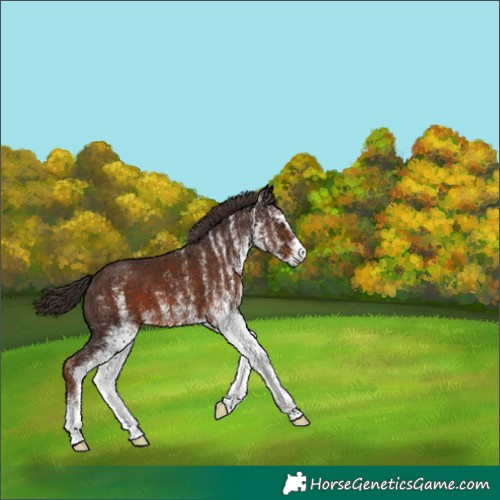 Horse Color:White Spotted Liver Chestnut 