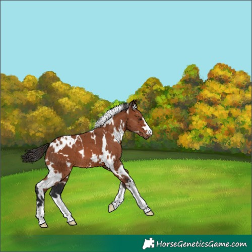 Horse Color:White Spotted Bay 