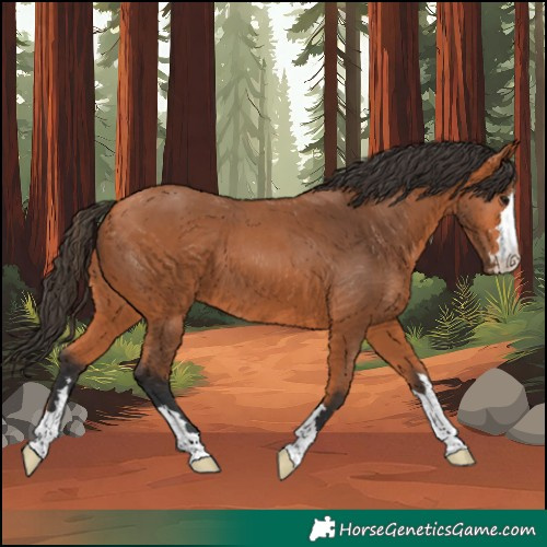 Horse Color:Bay 