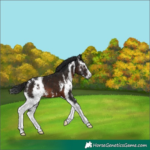 Horse Color:Gray Brown Sabino 
