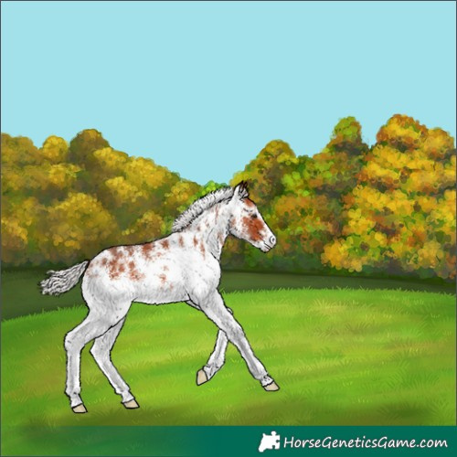 Horse Color:White Spotted Silver Bay Rabicano 