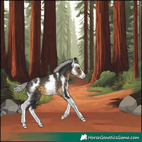 Horse Color:Silver Buckskin Sabino Appaloosa Rabicano 