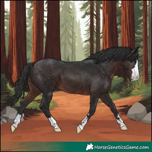 Horse Color:Brown 