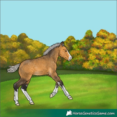 Horse Color:Silver Buckskin 