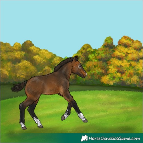 Horse Color:Gray Buckskin 