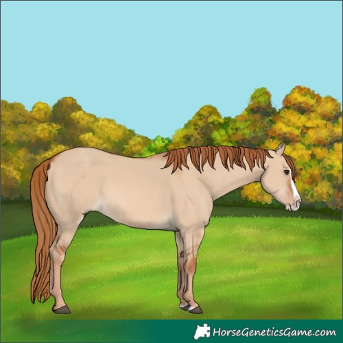 Horse Color:Red Dun Splash 