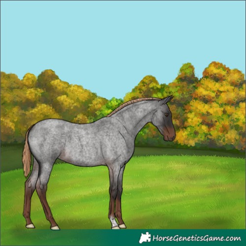 Horse Color:Liver Red Roan 