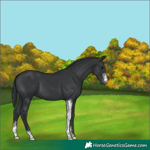 Horse Color:Black Sabino 