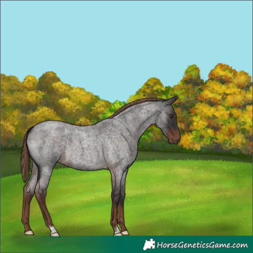 Horse Color:Liver Red Roan 