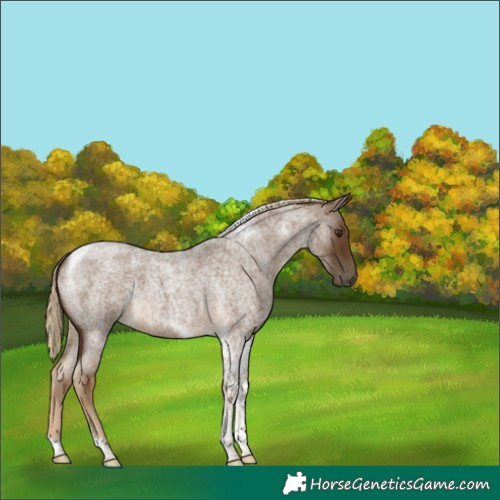 Horse Color:Chocolate Palomino Roan Tobiano 