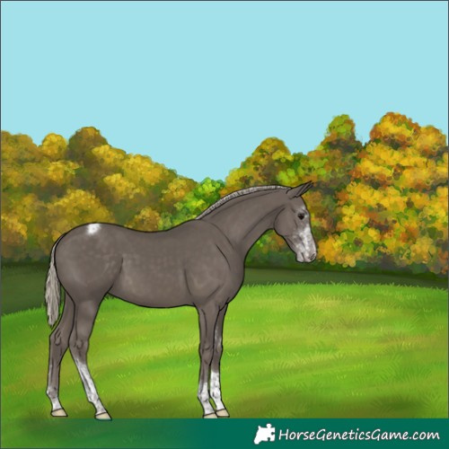Horse Color:Silver Smoky Black Sabino Tobiano 