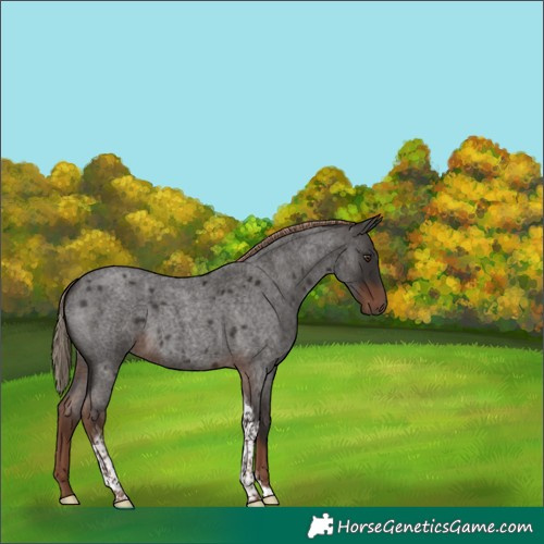 Horse Color:Liver Red Roan Tobiano 