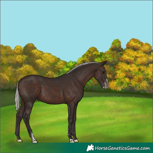Horse Color:Silver Brown Sabino 