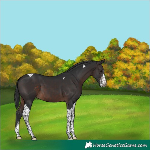 Horse Color:Brown Sabino Tobiano 