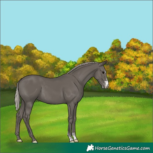 Horse Color:Silver Black Sabino 