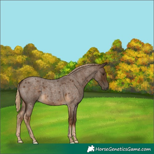 Horse Color:Chocolate Palomino Roan 