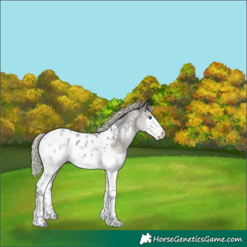 Horse Color:Silver Smoky Blue Roan Splash Appaloosa 