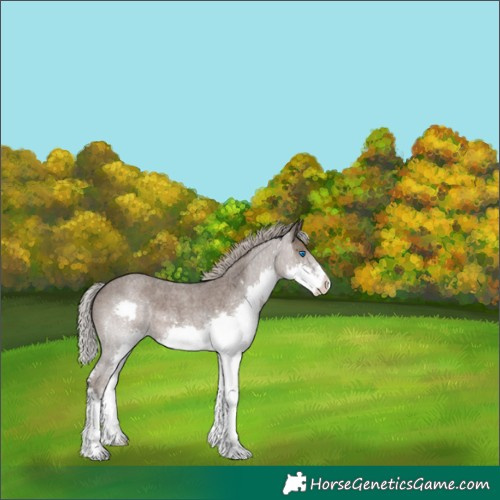 Horse Color:Silver Blue Roan Splash 