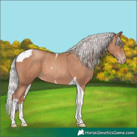 Horse Color:Silver Classic Champagne Tobiano