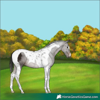 Horse Color:Gray Bay Tobiano