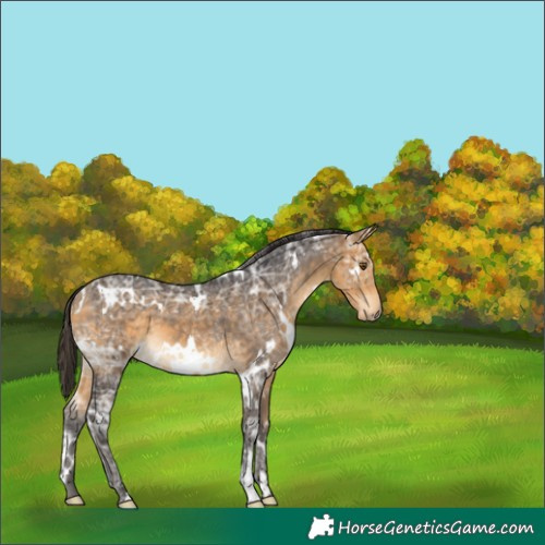 Horse Color:White Spotted Buckskin Ice 