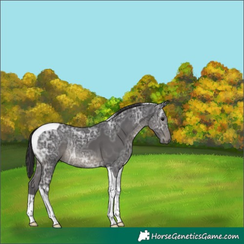 Horse Color:Smoky Black Ice Tobiano Rabicano 