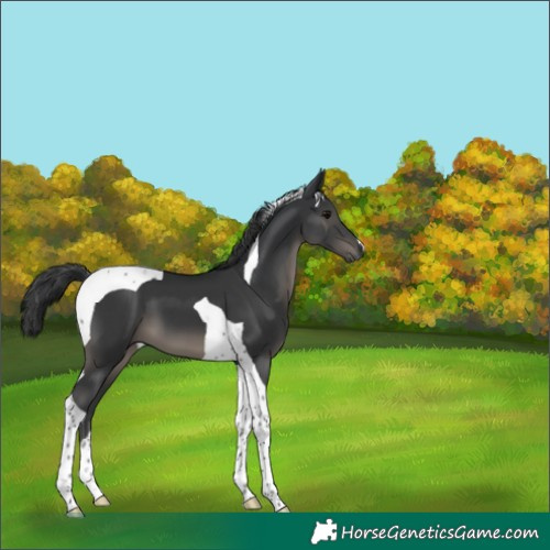 Horse Color:Black Tobiano 
