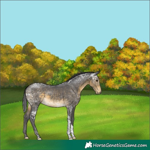 Horse Color:Buckskin Ice Tobiano Rabicano