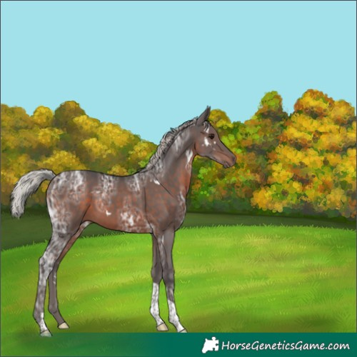 Horse Color:White Spotted Silver Brown Ice Tobiano 