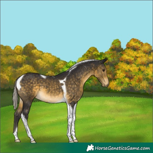 Horse Color:Silver Buckskin Tobiano 