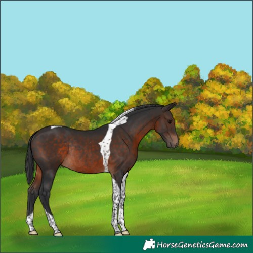 Horse Color:Brown Tobiano Rabicano