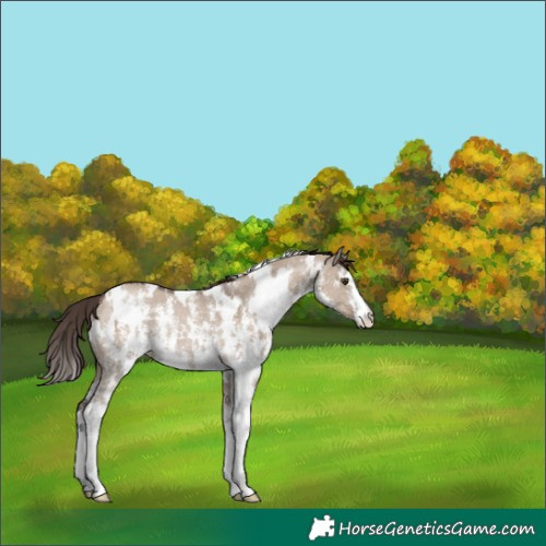 Horse Color:White Spotted Liver Red Dun Sabino Rabicano 