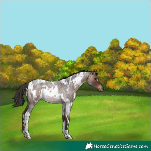 Horse Color:White Spotted Bay Roan 