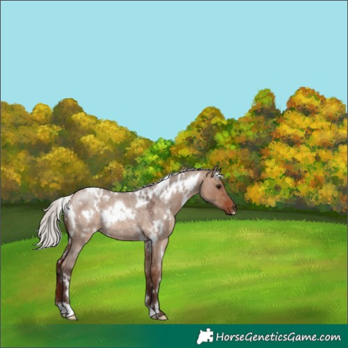 Horse Color:White Spotted Silver Bay Roan Dun Rabicano 