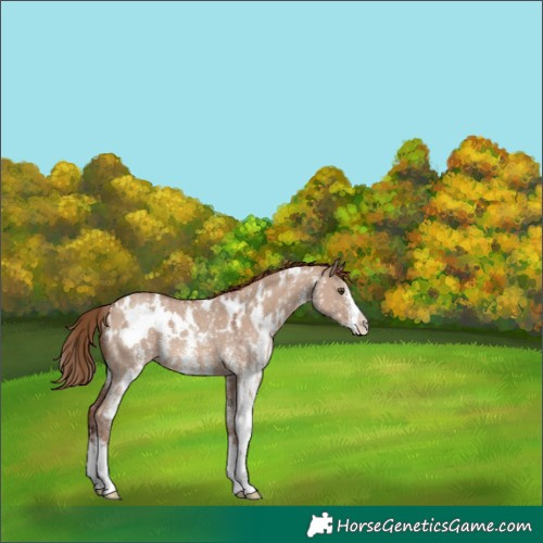 Horse Color:White Spotted Red Dun Sabino Rabicano 