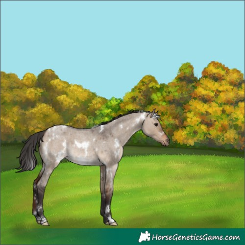 Horse Color:White Spotted Bay Roan Dun 