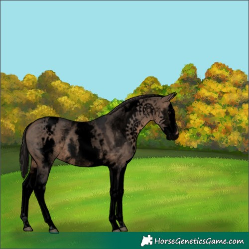 Horse Color:Void White Spotted Brown Dun Splash Appaloosa