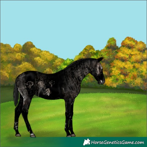 Horse Color:Void Blue Onyx Sabino  and Void White Spotted Blue Onyx Roan Frame 
