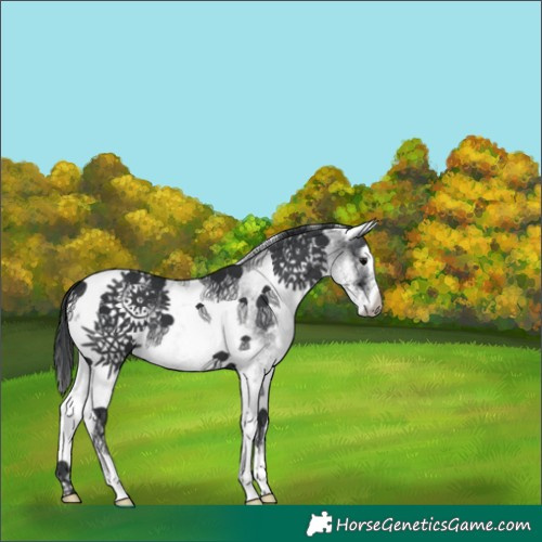 Horse Color:White Spotted Black 