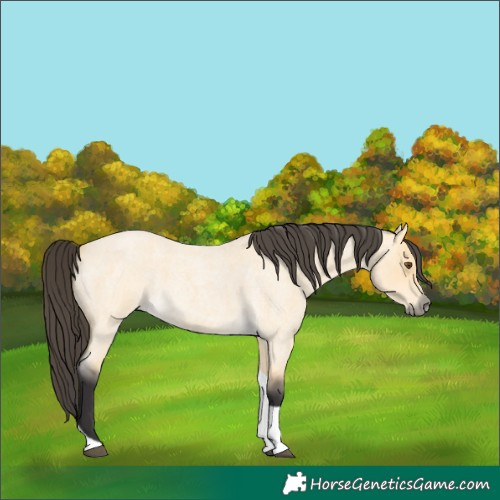 Horse Color:Unknown